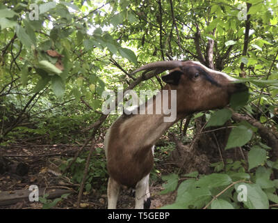 Washington, DC, USA. 24th Apr, 2019. Goats eat vegetation in an overgrown area of Congressional Cemetery in Washington, DC, August 6, 2015. The goats are hired by the church that runs the cemetery every year. Credit: Bill Putnam/ZUMA Wire/Alamy Live News Stock Photo