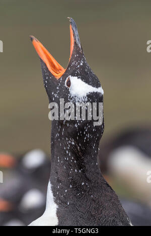 Gentoo Penguin Stock Photo