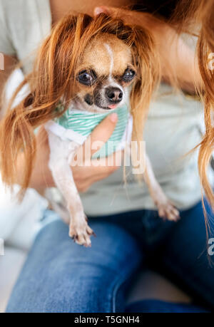 Portrait of Chihuahua puppy with with owner s hair as a wig Stock