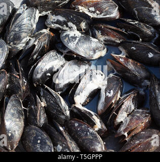 Freshly cooked wet mussels on sea coast at sunny summer day. Outdoor cooking. Close-up view. Stock Photo