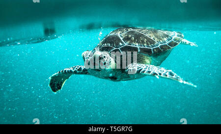 Tulum Turtle Stock Photo