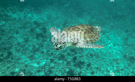 Tulum Turtle Stock Photo