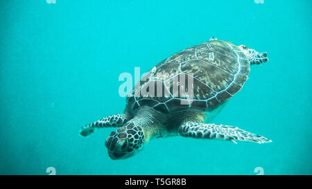 Tulum Turtle Stock Photo