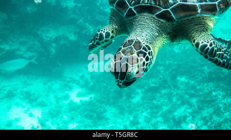 Tulum Turtle Stock Photo