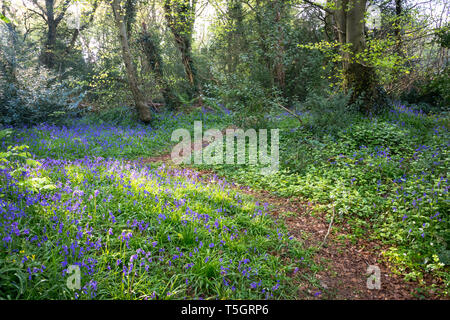 Bluebells in full bloom along a woodland path in Ireland. Hyacinthoides Stock Photo