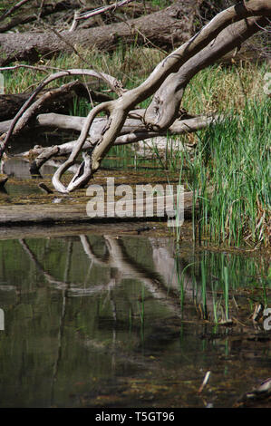 Dry branches on the shore of the lake. Reflection in the water of old boughs. Stock Photo