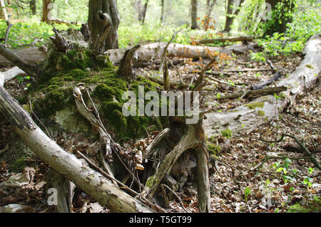 Moss on the roots of a fallen tree. Natural processes in a wild environment. Stock Photo