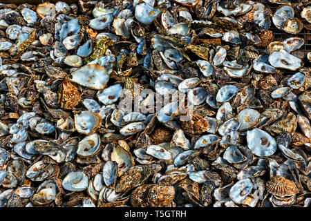 A pile of Oyster shells in Whitstable Stock Photo