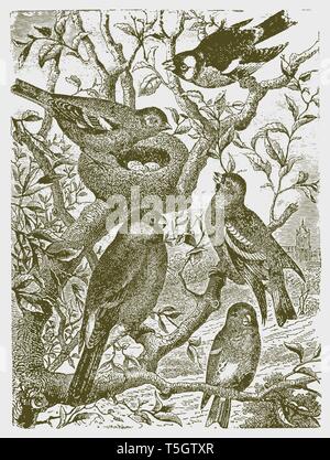 Five different types of birds sitting on a tree around a nest with eggs. Illustration after a historic engraving from the 19th century Stock Vector