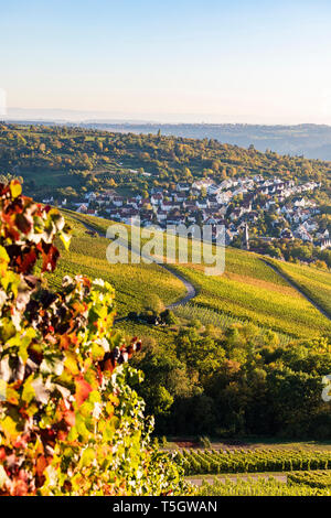 Germany, Baden-Wuerttemberg, Stuttgart, view over grapevines to Uhlbach Stock Photo