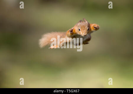 Red squirrel, Sciurus vulgaris, jumping Stock Photo