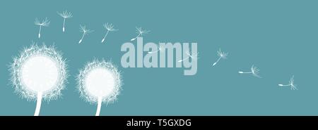 panorama two white dandelions with seeds turquoise background by jziprian Stock Vector
