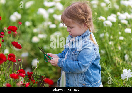 Pretty young girl holding scissors and smiling in field of buttercup flowers Stock Photo