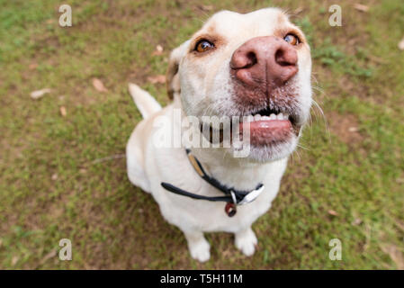 smiling dog Stock Photo