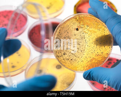 Scientist examining petri dishes containing bacterial growth in the laboratory Stock Photo