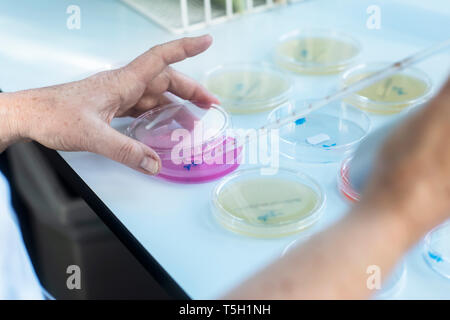 Lab technician experimenting in lab Stock Photo