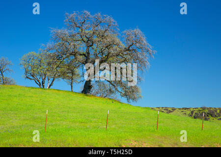 Oaks, Black Butte Lake Recreation Area, California Stock Photo