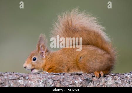 Red squirrel, Sciurus vulgaris Stock Photo