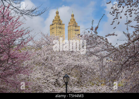 Flowering Cherry Blossoms in Central Park Stock Photo