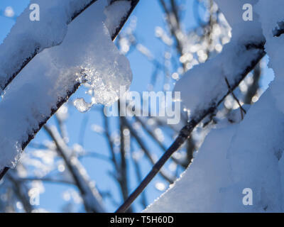Snow-covered branches and twigs with frozen waterdrops, close-up Stock Photo