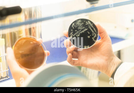 Working with oxygen-free lab samples Stock Photo
