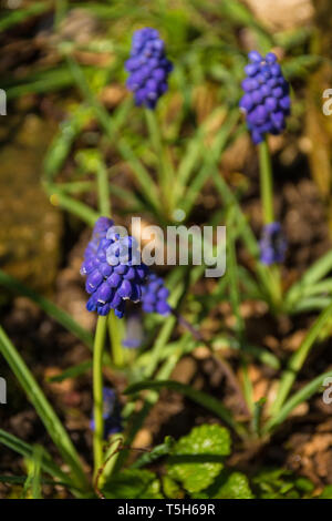 Purple flowers on a muscari plant flowering in early spring. Also known as grape hyacinth or bluebells in the US Stock Photo