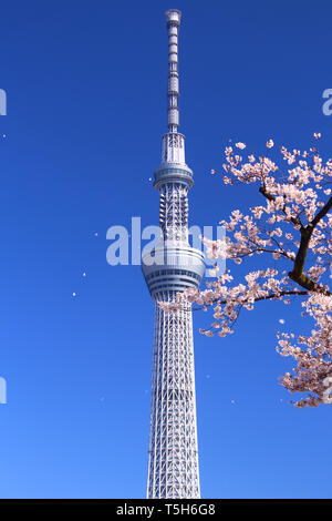 Tokyo Skytree and cherry blossoms Stock Photo