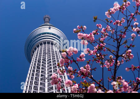 Tokyo Skytree seen from below with cherry blossoms Stock Photo