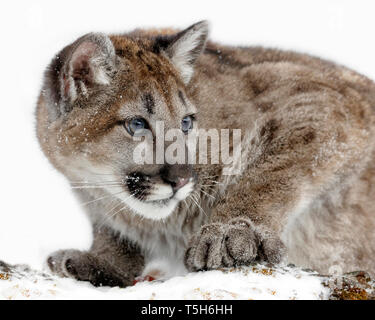 This portrait is of a young mountain lion kitten about 6 to 8 months old.  Still had blue eyes and a spotted coat. Stock Photo