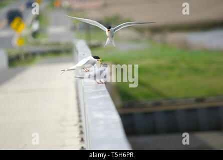Common Tern hovering over bridge railing Stock Photo