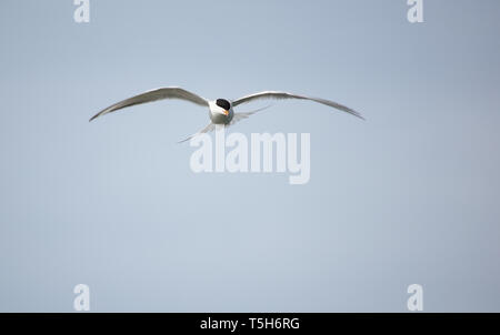 Common Tern hovering with sky background Stock Photo
