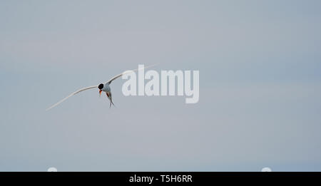 Common Tern hovering with sky background Stock Photo