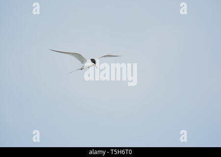 Common Tern hovering with sky background Stock Photo