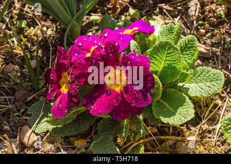Pink Primulas growing in spring north east Italy. They are of the common Primula Vulgaris variety, also known as primrose, common primrose or English  Stock Photo