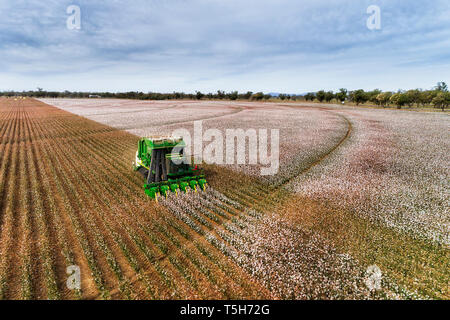 Straight rows of cotton plants with blossoming white boxes harvested by green industrial tractor under blue sky in elevated perspective view on a farm Stock Photo