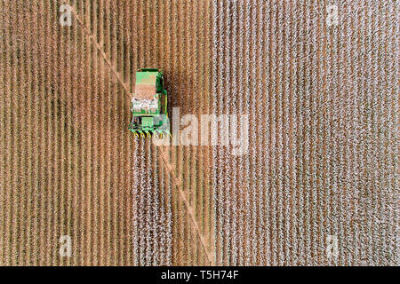 Mechanical cotton harvest picking tractor driving on cotton field riping grown cotton raw material in aerial overhead view - red soils in outback Aust Stock Photo