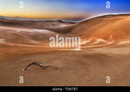 Dried branch of tree on lifeless sand in deserted part of sand dunes of Stockton beach at sunrise under dark sky. Stock Photo