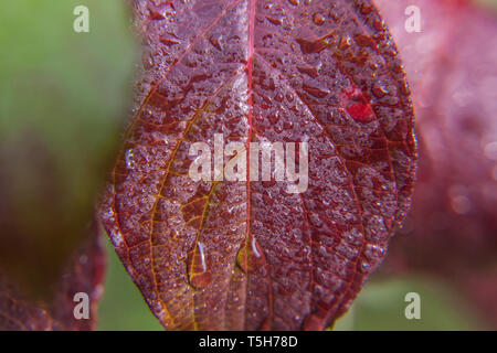 Drops of rain water on green grape leaves in vineyard. Inspirational natural floral spring or summer farming garden background. Viticulture wine indus Stock Photo