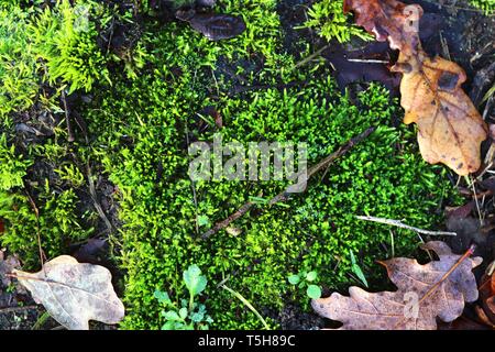 Close up view on green moss on a forest ground at springtime Stock Photo