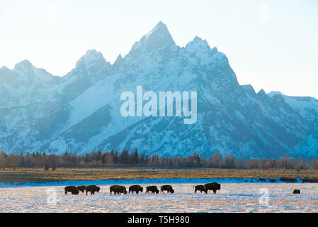 Buffalo Grazing in Front of The Grand Teton, Grand Teton National Park, Wyoming Stock Photo