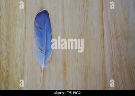 Close up view of Bird feather in blue color on brown wooden board Stock Photo