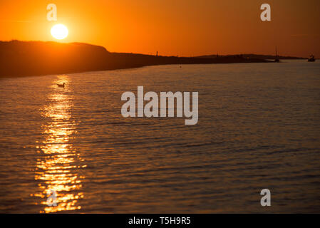 A Seagull Floats During Sunset, Cape Cod Stock Photo