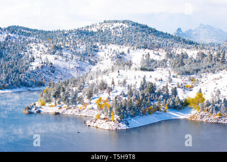 Yellow Aspen Trees in the Snow Stock Photo