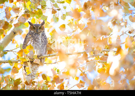 Great Horned Owls Flying in Boulder, Colorado Stock Photo