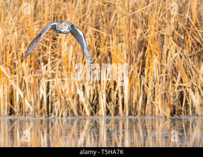 Great Horned Owls Flying in Boulder, Colorado Stock Photo