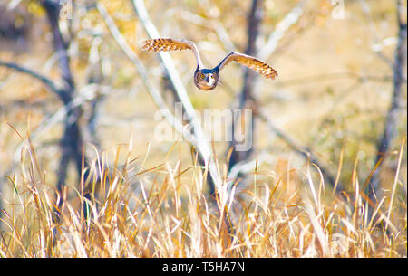 Great Horned Owls Flying in Boulder, Colorado Stock Photo