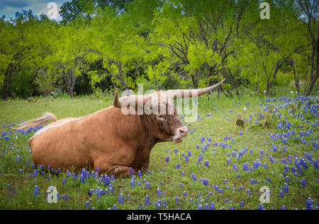 Longhorn cattle among bluebonnets in the Texas Hill Country. Stock Photo