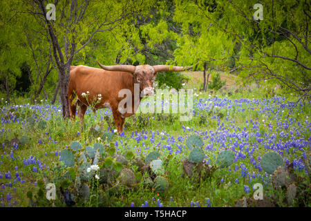 Longhorn cattle among bluebonnets in the Texas Hill Country. Stock Photo