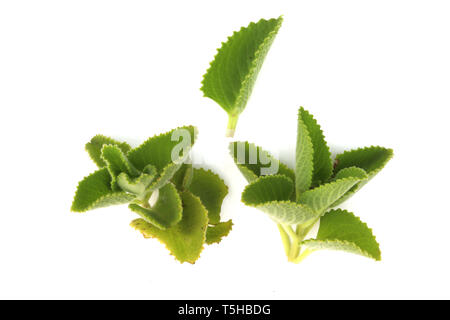 Country Borage,Indian Borage,Coleus amboinicus Lour( Plectranthus amboinicus ) (Lour.) isolated on white background High resolution image gallery. Stock Photo