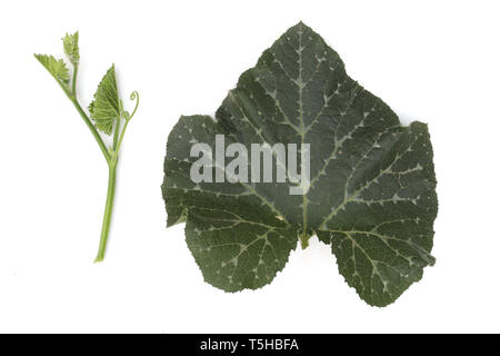Large leaf pumpkin, the life of pumpkin squash tree isolated on white background High resolution image gallery. Stock Photo
